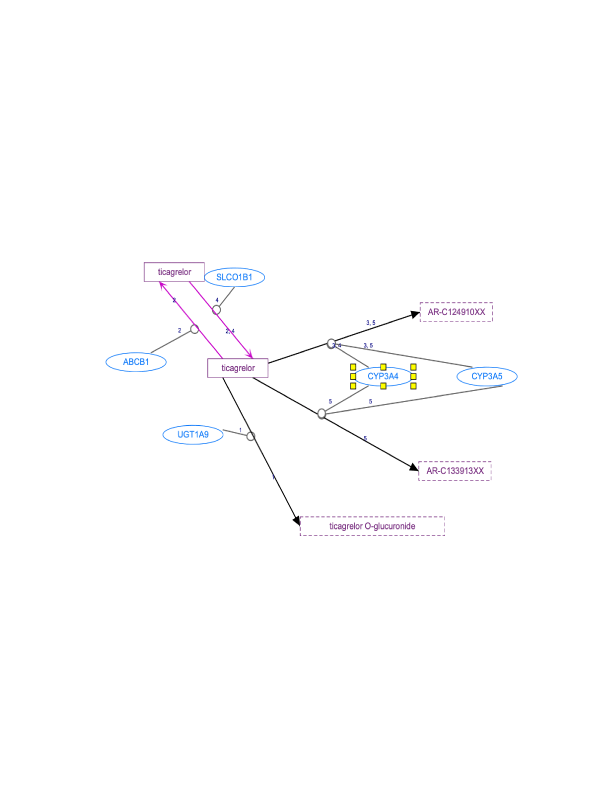 In Progress: Ticagrelor Pathway, Pharmacokinetics diagram