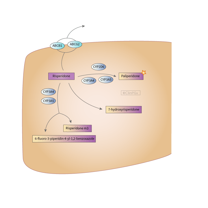 Risperidone and Paliperidone Pathway, Pharmacokinetics diagram