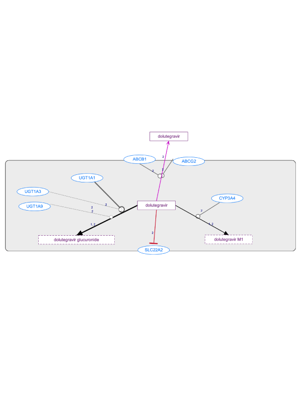 In Progress: Dolutegravir Pathway, Pharmacokinetics diagram