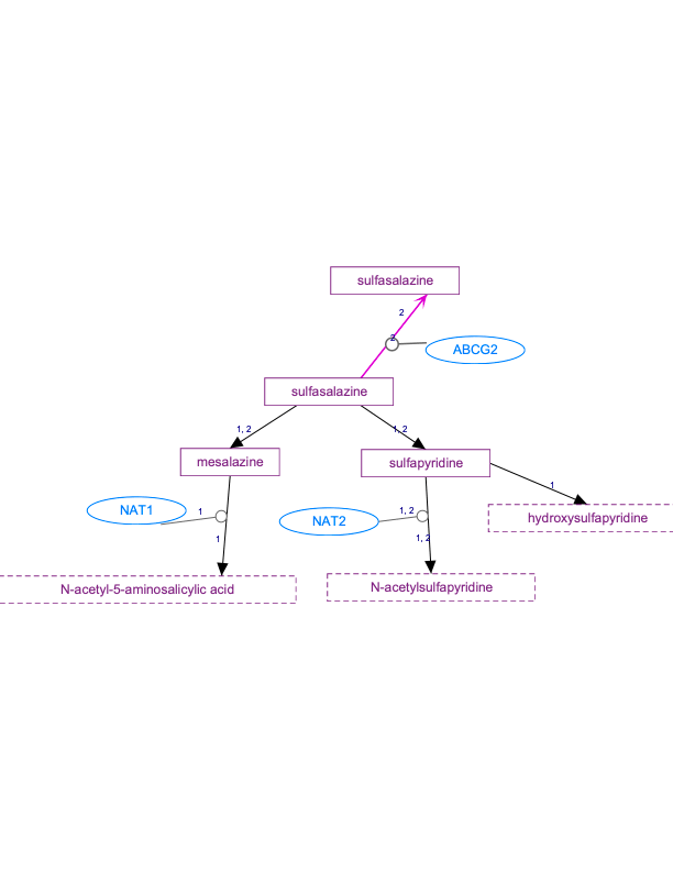 進行中：sulfasalazine、mesalazine 和 sulfapyridine 途徑、藥物動力學圖