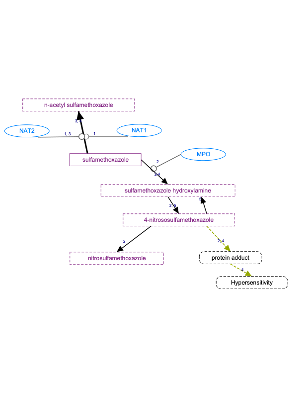 進行中：sulfamethoxazole 途徑，藥物動力學圖