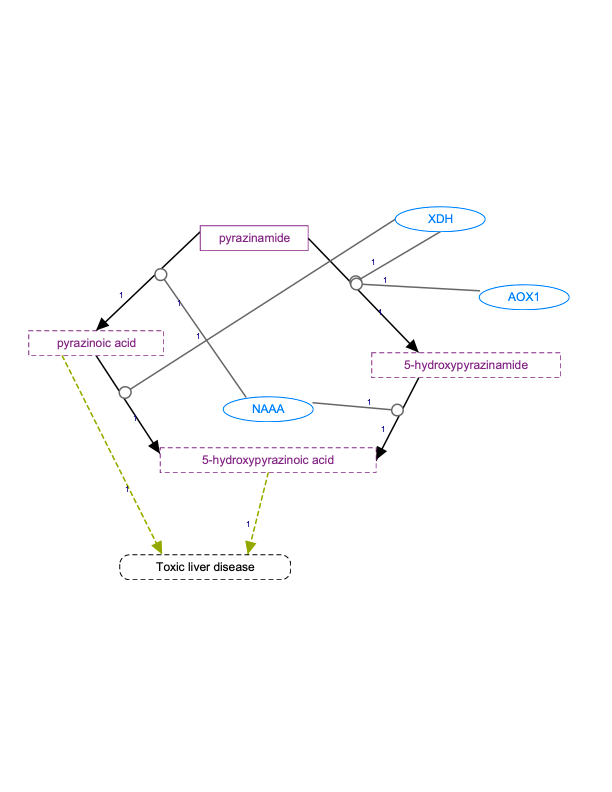 In Progress: Pyrazinamide Pathway, Pharmacokinetics diagram