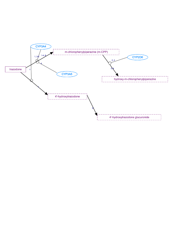 In Progress: Trazodone Pathway, Pharmacokinetics diagram