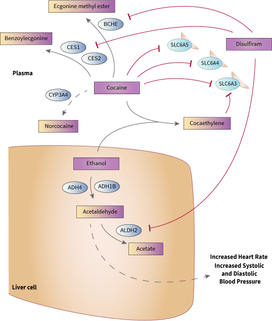 Disulfiram Pathway, Pharmacodynamics (Cocaine and Ethanol PK) diagram