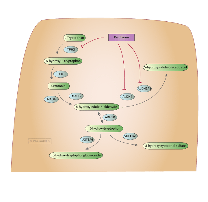 Disulfiram Pathway, Pharmacodynamics (Serotonergic neuron) diagram