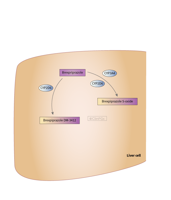 Brexpiprazole Pathway, Pharmacokinetics diagram