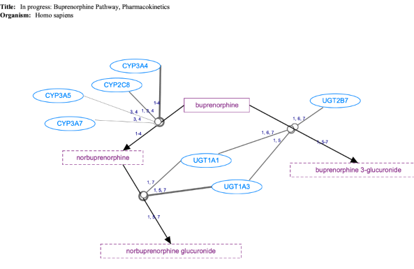 In progress: Buprenorphine Pathway, Pharmacokinetics diagram