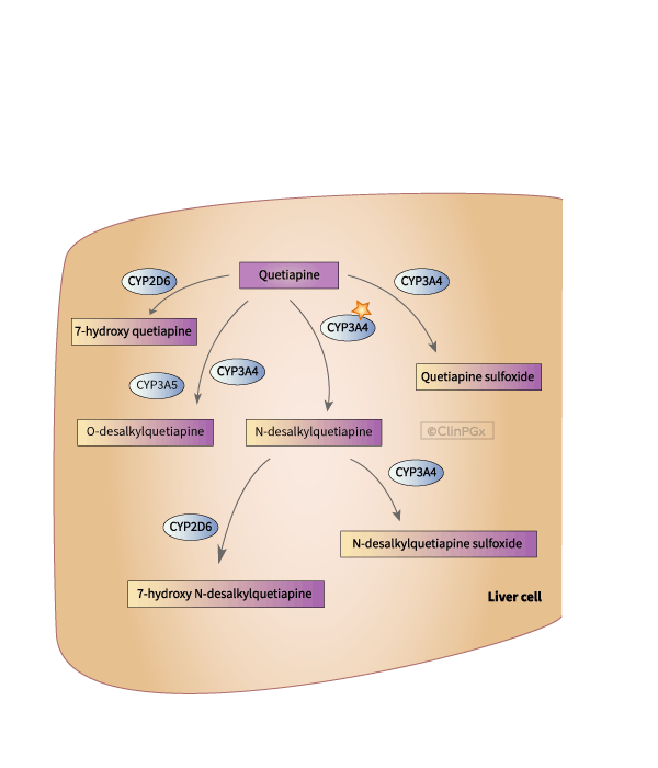 Quetiapine Pathway, Pharmacokinetics diagram