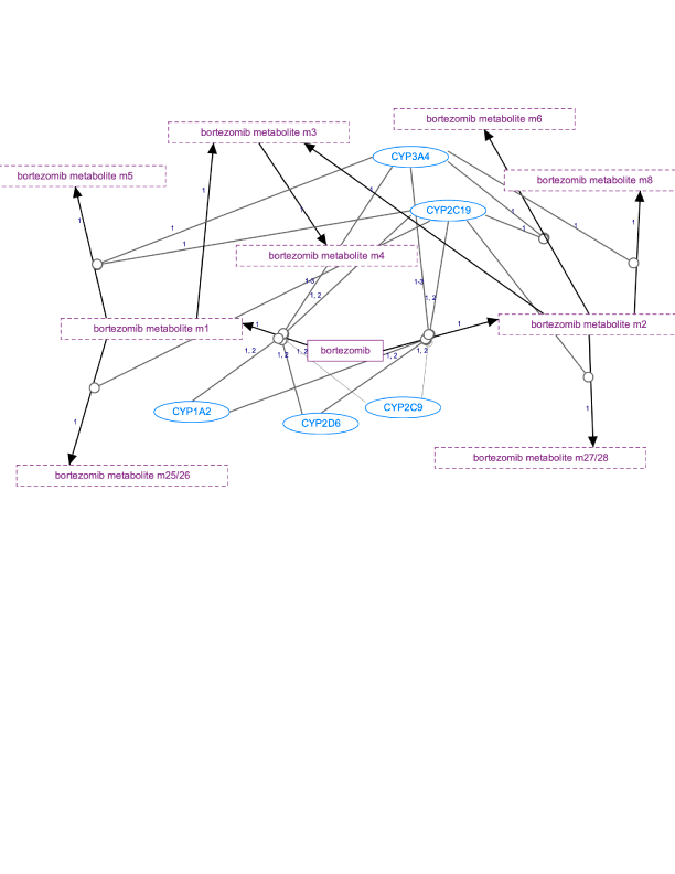In Progress: Bortezomib Pathway, Pharmacokinetics diagram