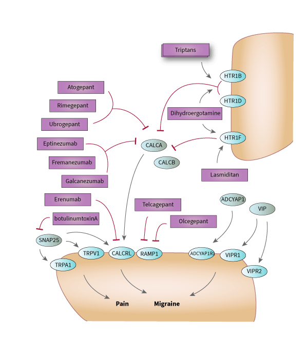 Antimigraine Preparations Pathway, Pharmacodynamics diagram