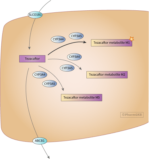Tezacaftor Pathway, Pharmacokinetics diagram