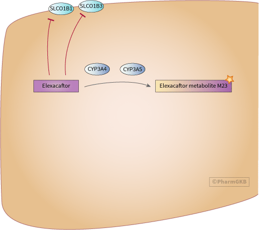 Elexacaftor Pathway, Pharmacokinetics diagram