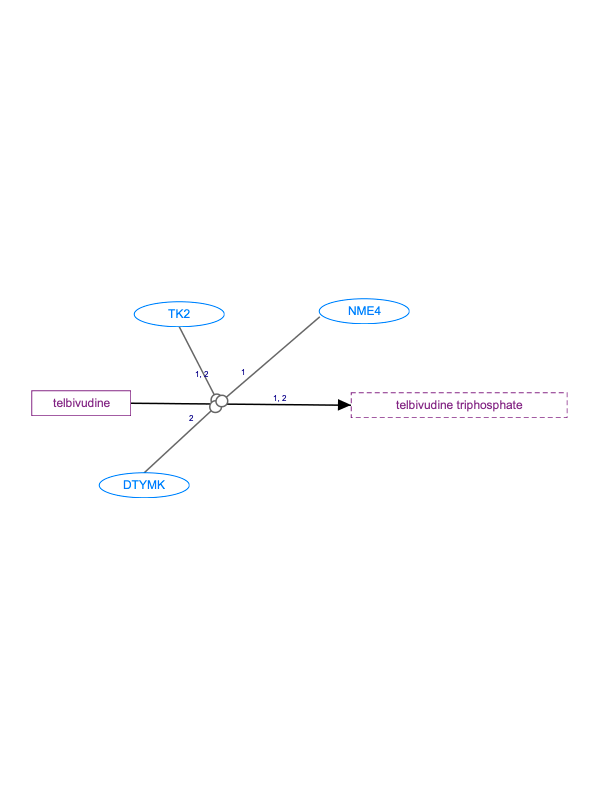 In Progress: Telbivudine Pathway, Pharmacokinetics diagram