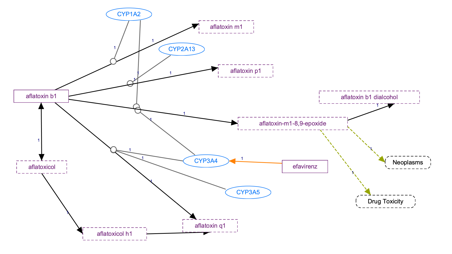 進行中：黃麴毒素 b 途徑，藥物動力學圖