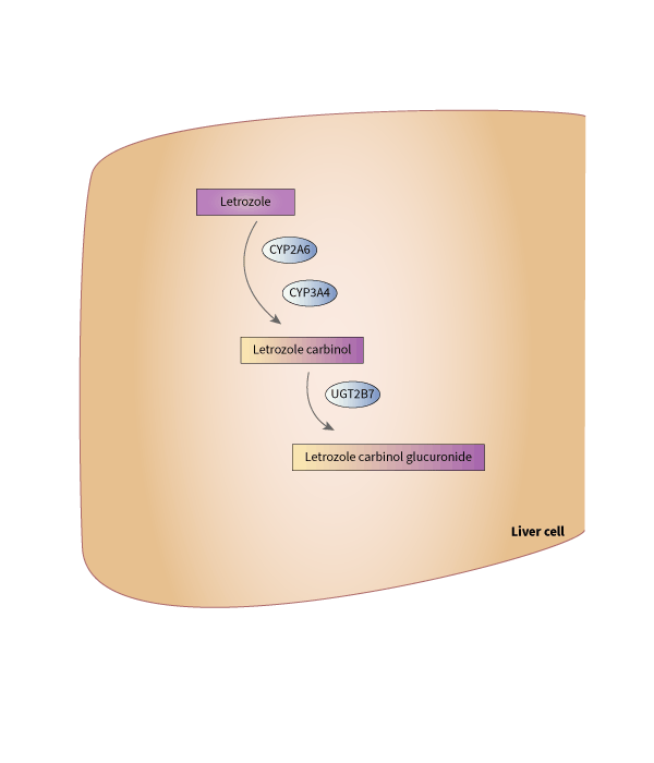 Letrozole Pathway, Pharmacokinetics diagram
