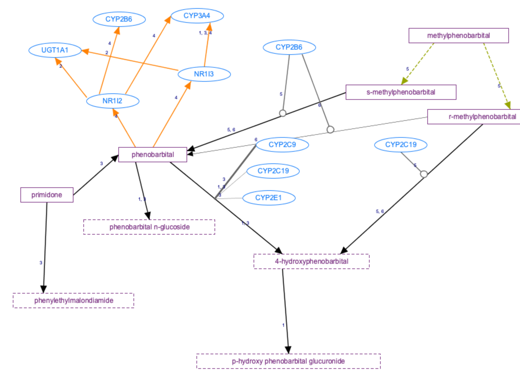 In Progress: Phenobarbital and Methylphenobarbital Pathway, Pharmacokinetics/Pharmacodynamics diagram