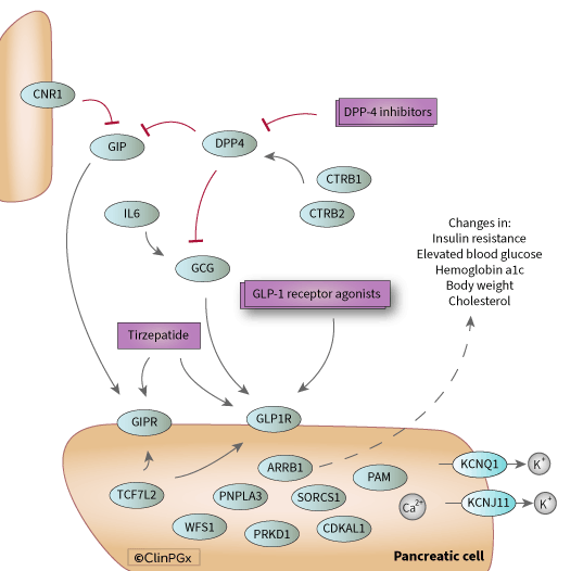 glp 1 agonist with dpp 4 inhibitor GLP-1 receptor agonists and DPP-4 inhibitors Pathway, Pharmacodynamics