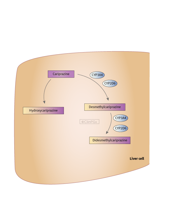 Cariprazine Pathway, Pharmacokinetics diagram