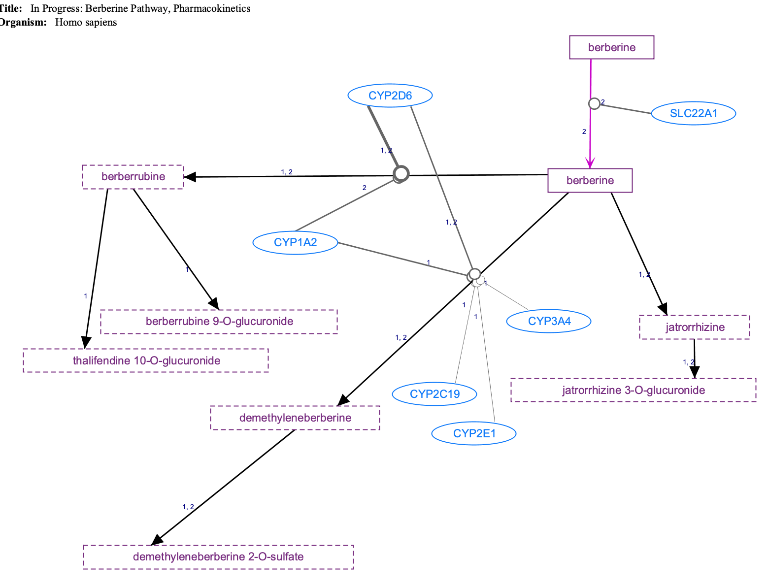 In Progress: Berberine Pathway, Pharmacokinetics diagram