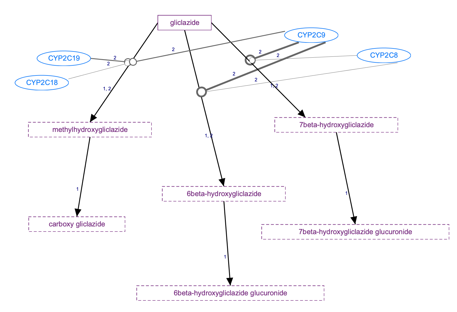 進行中：gliclazide 途徑，藥物動力學圖