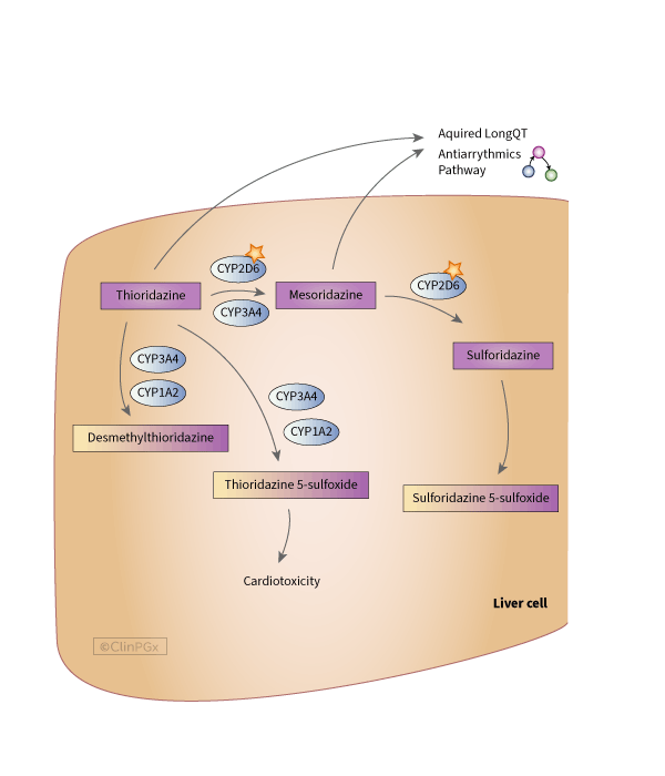 Thioridazine Pathway, Pharmacokinetics diagram