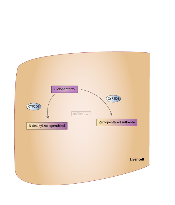 Zuclopenthixol Pathway, Pharmacokinetics diagram