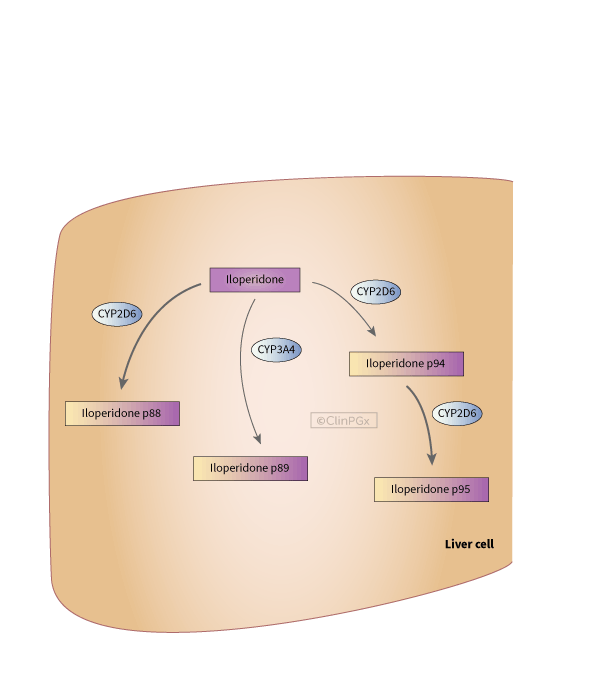 Iloperidone Pathway, Pharmacokinetics diagram