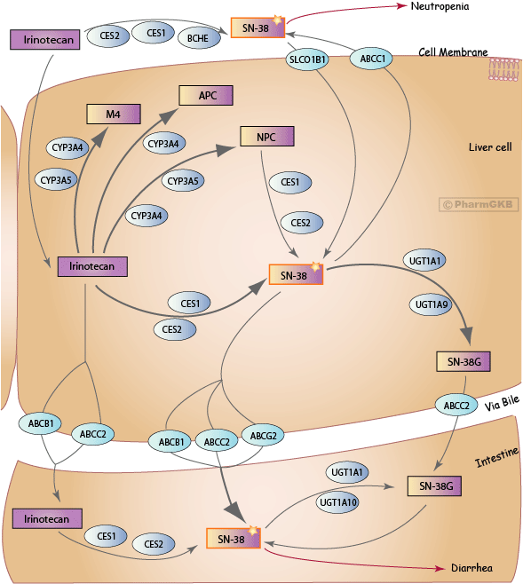 Irinotecan Pathway, Pharmacokinetics