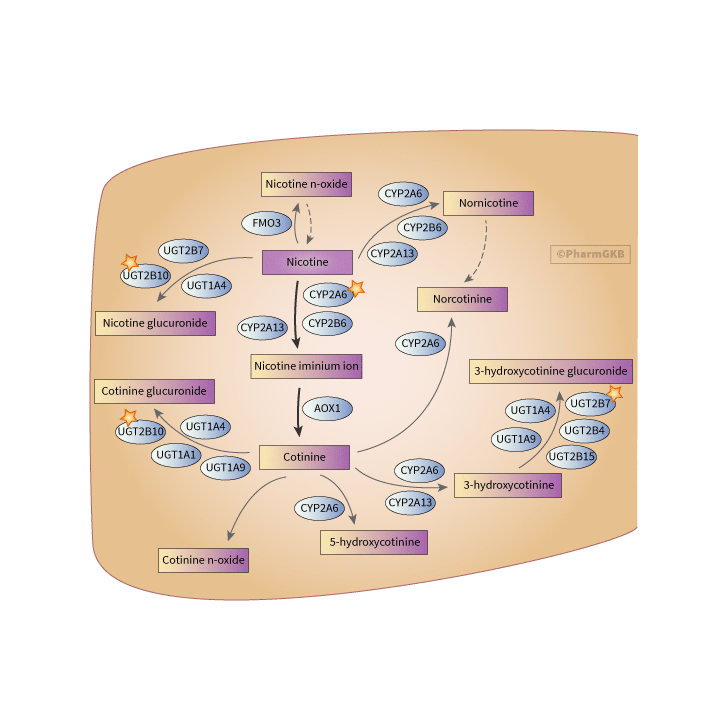 Nicotine Pathway Pharmacokinetics