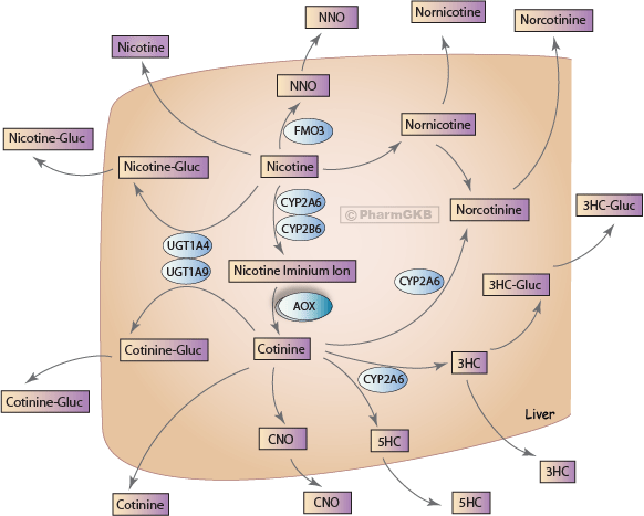 Nicotine Pathway, Pharmacokinetics