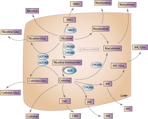 pharmgkb summary methotrexate pathway