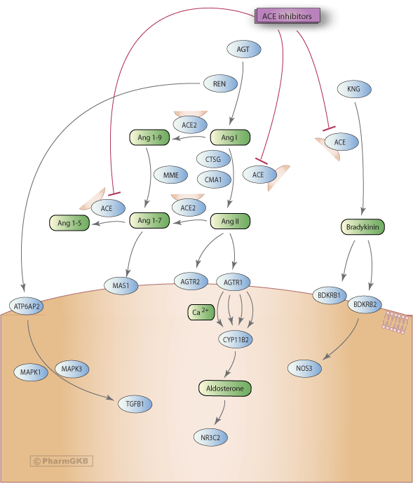 ACE Inhibitor Pathway, Pharmacodynamics