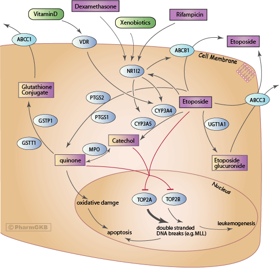 Etoposide Pathway, Pharmacokinetics/Pharmacodynamics
