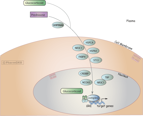 Glucocorticoid Pathway (Peripheral Tissue), Pharmacodynamics