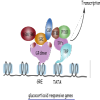 Glucocorticoid Pathway - Transcription Regulation, Pharmacodynamics diagram