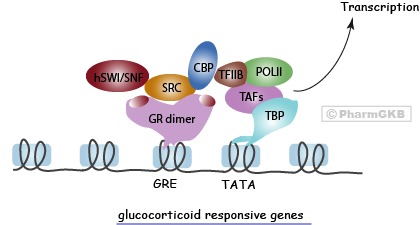 Glucocorticoid Pathway - Transcription Regulation, Pharmacodynamics diagram