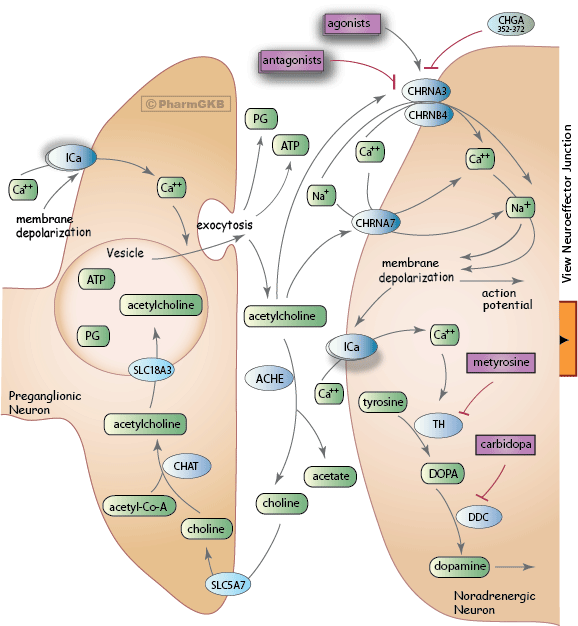 Sympathetic Nerve Pathway (Pre- and Post- Ganglionic Junction)