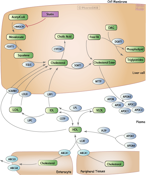 Statin Pathway, Pharmacodynamics diagram