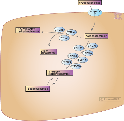 cyclophosphamide mechanism of action