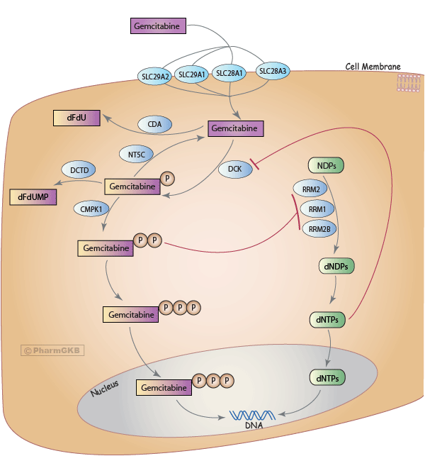 Gemcitabine Pathway, Pharmacokinetics/Pharmacodynamics