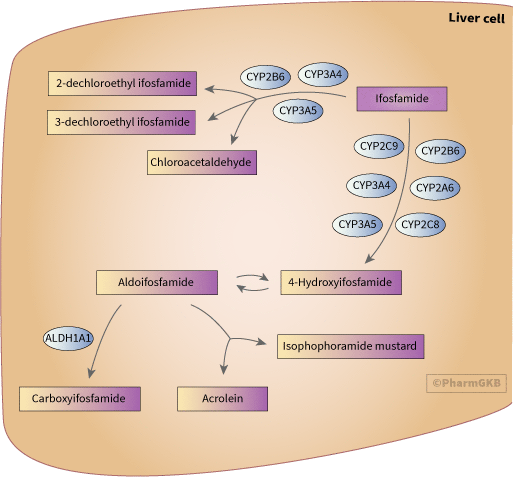 Ifosfamide Pathway, Pharmacokinetics diagram