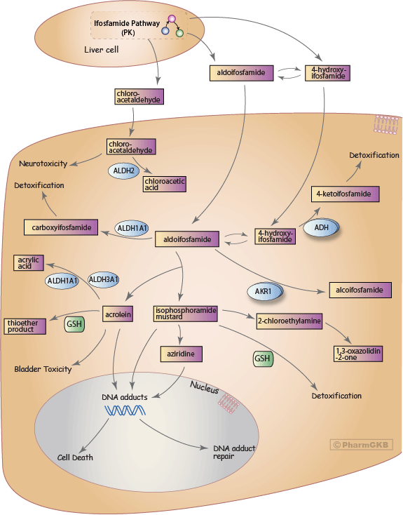 Ifosfamide Pathway, Pharmacodynamics