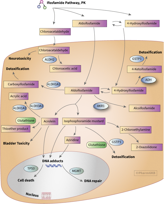 Ifosfamide Pathway, Pharmacodynamics diagram