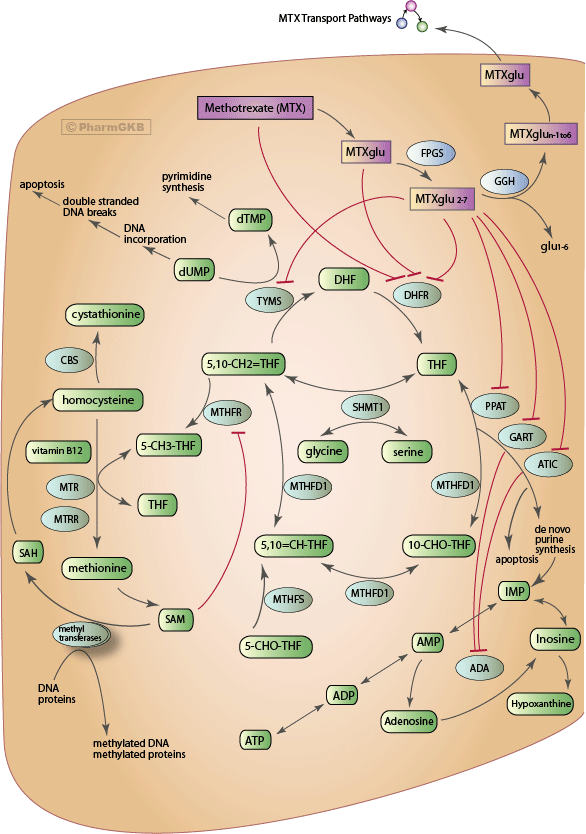 Methotrexate Pathway (Cancer Cell), Pharmacodynamics