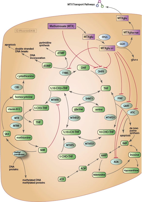 folate metabolism methotrexate