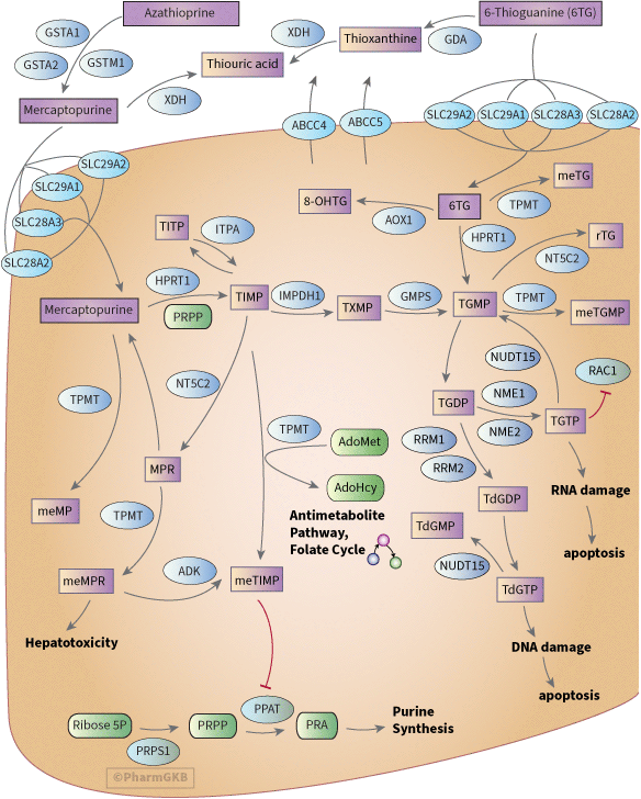 Thiopurine Pathway, Pharmacokinetics/Pharmacodynamics diagram