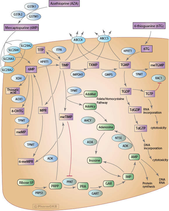 Thiopurine Pathway, Pharmacokinetics/Pharmacodynamics